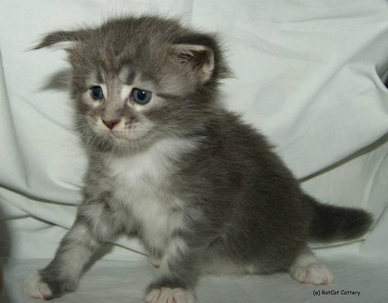 Milady Anastasia.jpg